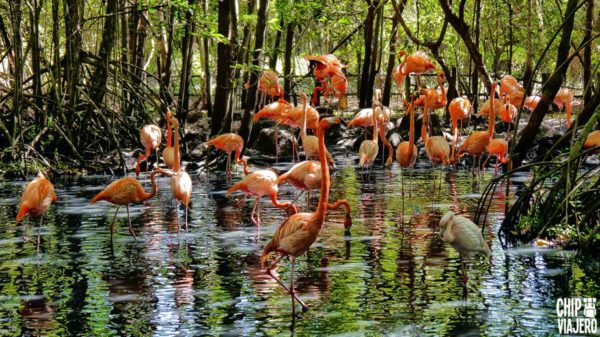 Tour Aviario y Playa Blanca, Bus - Imagen 3